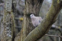 Tourterelle turque - Streptopelia decaocto - Eurasian Collared Dove<br>Région parisienne