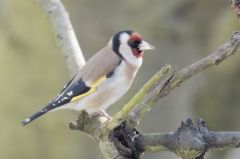 Chardonneret élégant - Carduelis carduelis - European Goldfinch<br>Région parisienne