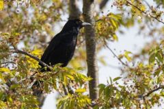 Corneille noire - Corvus corone - Carrion Crow<br>Région parisienne