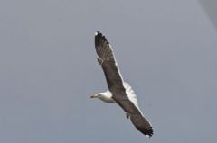 Goéland brun - Larus fuscus - Lesser Black-backed Gull<br>Vendée