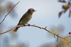 Gobemouche gris - Muscicapa striata - Spotted Flycatcher<br>Vendée