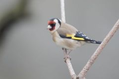Chardonneret élégant - Carduelis carduelis - European Goldfinch<br>Région parisienne