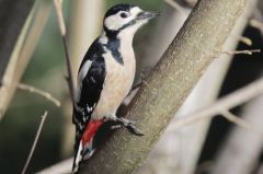 Pic épeiche - Dendrocopos major - Great Spotted Woodpecker<br>Région parisienne