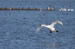 Cygne tuberculé - Cygnus olor - Mute Swan<br>Vendée