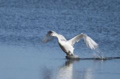 Cygne tuberculé - Cygnus olor - Mute Swan<br>Vendée