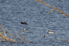 Harelde boréale - Clangula hyemalis - Long-tailed Duck<br>Région parisienne