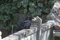 Corneille noire - Corvus corone - Carrion Crow<br>Région parisienne