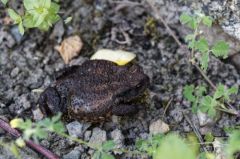 Crapaud commun - Bufo bufo - Common toad<br>Vend�e