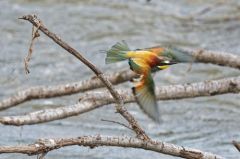Guêpier d'Europe - Merops apiaster - European Bee-eater<br>