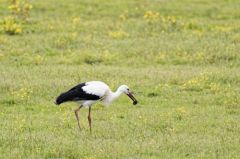 Cigogne blanche - Ciconia ciconia - White Stork<br>Vendée
