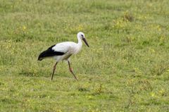 Cigogne blanche - Ciconia ciconia - White Stork<br>Vendée