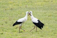 Cigogne blanche - Ciconia ciconia<br>White 
Stork<br>Vendée