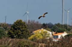 Busard des roseaux ♂ - Circus aeruginosus - Western Marsh Harrier<br>Vendée