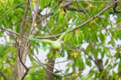 Perruche à collier - Psittacula krameri - Rose-ringed Parakeet<br>Région parisienne