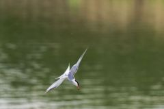 Sterne pierregarin - Sterna hirundo - Common Tern<br>Région parisienne