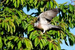 Pigeon ramier - Columba palumbus - Common Wood Pigeon<br>Région parisienne