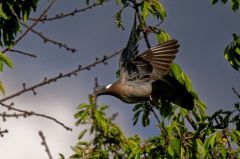 Pigeon ramier - Columba palumbus - Common Wood Pigeon<br>Région parisienne