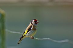 Chardonneret élégant -  Carduelis carduelis<br>European Goldfinch<br>Vendée
