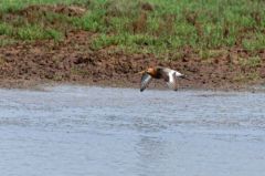 Barge à queue noire - Limosa limosa - Black-tailed Godwit<br>Vendée