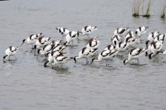 Avocette élégante - Recurvirostra avosetta - Pied Avocet<br>Vendée