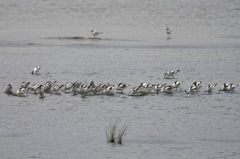 Avocette élégante - Recurvirostra avosetta - Pied Avocet<br>Vendée