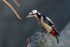Pic épeiche ♂ - Dendrocopos major - Great Spotted Woodpecker<br>Région parisienne