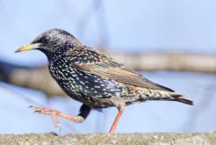 Étourneau sansonnet - Sturnus vulgaris - Common Starling<br>Région parisienne