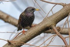 Étourneau sansonnet - Sturnus vulgaris - Common Starling<br>Région parisienne