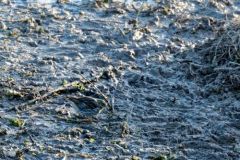 Pipit spioncelle - Anthus spinoletta - Water Pipit<br>Région parisienne