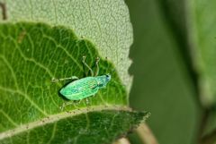 Charançon vert soyeux - Polydrusus formosus<br>Vendée