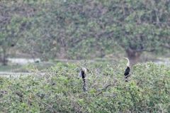 Anhinga roux - Anhinga melanogaster - Oriental Darter<br>Tamil Nadu - தமிழ் நாடு  - Vedanthangal