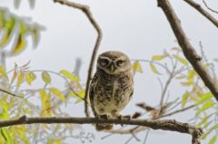 Chevêche brame (Athene brama - Spotted Owlet)<br>Tamil Nadu - தமிழ் நாடு  - Vedanthangal