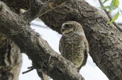 Chevêche brame (Athene brama - Spotted Owlet)<br>Tamil Nadu - தமிழ் நாடு  - Vedanthangal