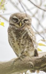 Chevêche brame (Athene brama - Spotted Owlet)<br>Tamil Nadu - தமிழ் நாடு - Vedanthangal 