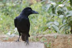 Corbeau à gros bec - Corvus macrorhynchos - Large-billed Crow<br>Tamil Nadu - தமிழ் நாடு 