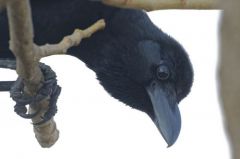 Corbeau à gros bec - Corvus macrorhynchos - Large-billed Crow<br>Tamil Nadu - தமிழ் நாடு 