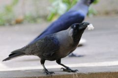 Corbeau familier - Corvus splendens - House Crow<br>Tamil Nadu - தமிழ் நாடு 