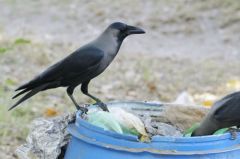 Corbeau familier - Corvus splendens - House Crow<br>Tamil Nadu - தமிழ் நாடு 