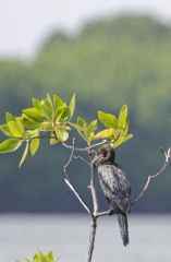 Cormoran de Vieillot - Microcarbo niger - Little Cormorant<br>Tamil Nadu - தமிழ் நாடு  - Pichavaram