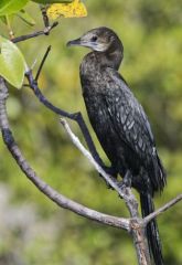 Cormoran de Vieillot - Microcarbo niger - Little Cormorant<br>Tamil Nadu - தமிழ் நாடு  - Pichavaram