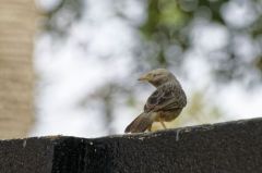 Cratérope de brousse - Turdoides striata - Jungle Babbler<br>Tamil Nadu - தமிழ் நாடு  - Nilgiris