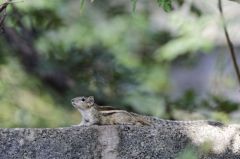 Ecureuil palmiste indien - Funambulus palmarum - three-striped palm squirrel<br>Tamil Nadu - தமிழ் நாடு 