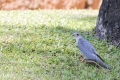 Élanion blanc - Elanus caeruleus - Black-winged Kite<br>Goa (गोंय (gõy))