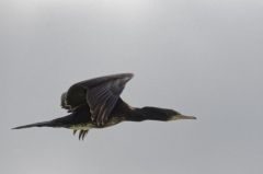 Grand Cormoran - Phalacrocorax carbo - Great Cormorant<br>Tamil Nadu - தமிழ் நாடு   - Vedanthangal