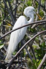 Grande Aigrette - Ardea alba - Great Egret<br>Tamil Nadu - தமிழ் நாடு -  Pichavaram