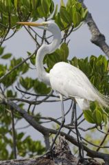 Grande Aigrette - Ardea alba - Great Egret<br>Tamil Nadu - தமிழ் நாடு  - Pichavaram