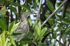 Érabier de Gray - Ardeola grayii - Indian Pond Heron<br>Tamil Nadu - தமிழ் நாடு  - Vedanthangal 