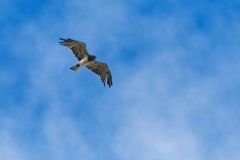 Circaète Jean-le-Blanc - Circaetus gallicus - Short-toed Snake Eagle<br>Vendée