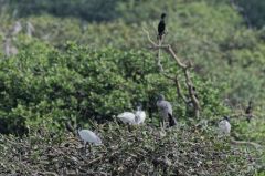 Ibis à tête noire - Bec-ouvert Indien<br>Tamil Nadu - தமிழ் நாடு   - Vedanthangal