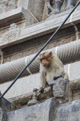 Macaque à bonnet - bonnet macaque - Macaca radiata<br>Tamil Nadu - தமிழ் நாடு 